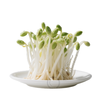 黄豆芽可商用PNG元素
