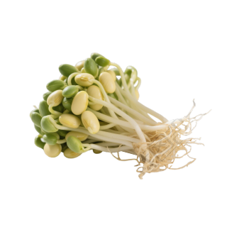 黄豆芽可商用PNG插图