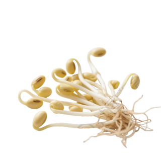 新鲜黄豆芽素材