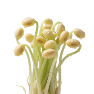 新鲜黄豆芽元素