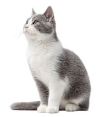 灰色猫创意设计元素
