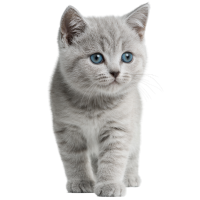 灰色英短猫PNG素材