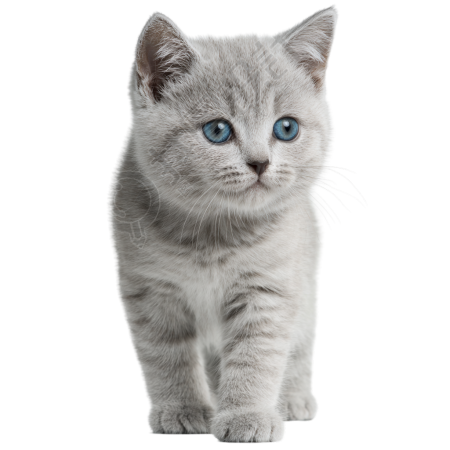 灰色英短猫PNG素材