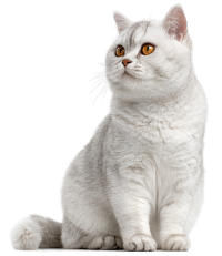 灰色猫创意设计插画