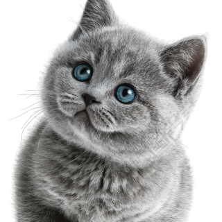 灰色英短猫PNG插画