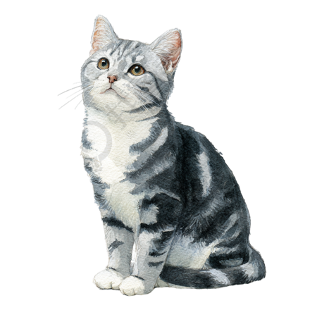 水彩画灰色猫素材