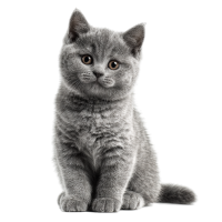 灰色英短猫PNG插图