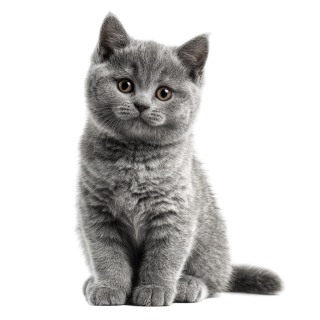 灰色英短猫PNG插图