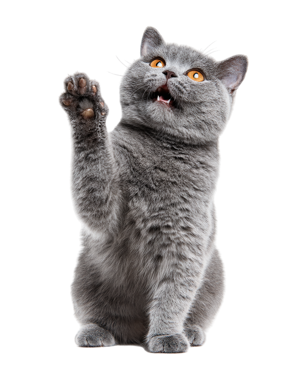 灰色英短猫挥手插图