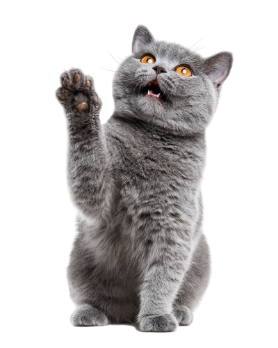 灰色英短猫挥手插图
