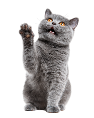 灰色英短猫挥手插图