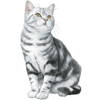 水彩画灰色猫元素
