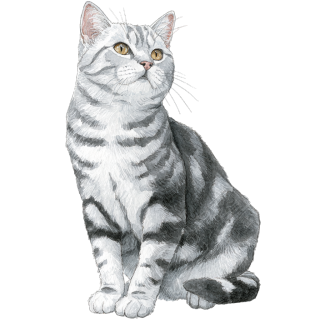 水彩画灰色猫元素