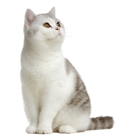 灰色猫高清PNG素材