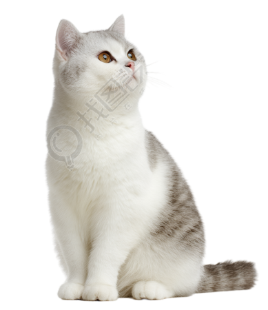灰色猫高清PNG素材
