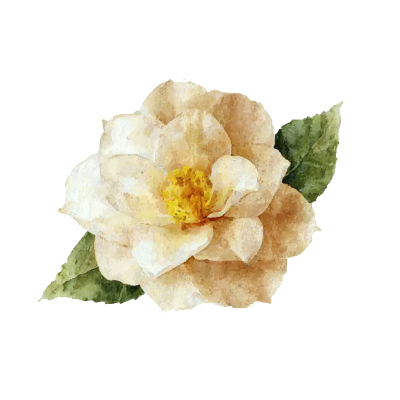 山茶花复古风素材