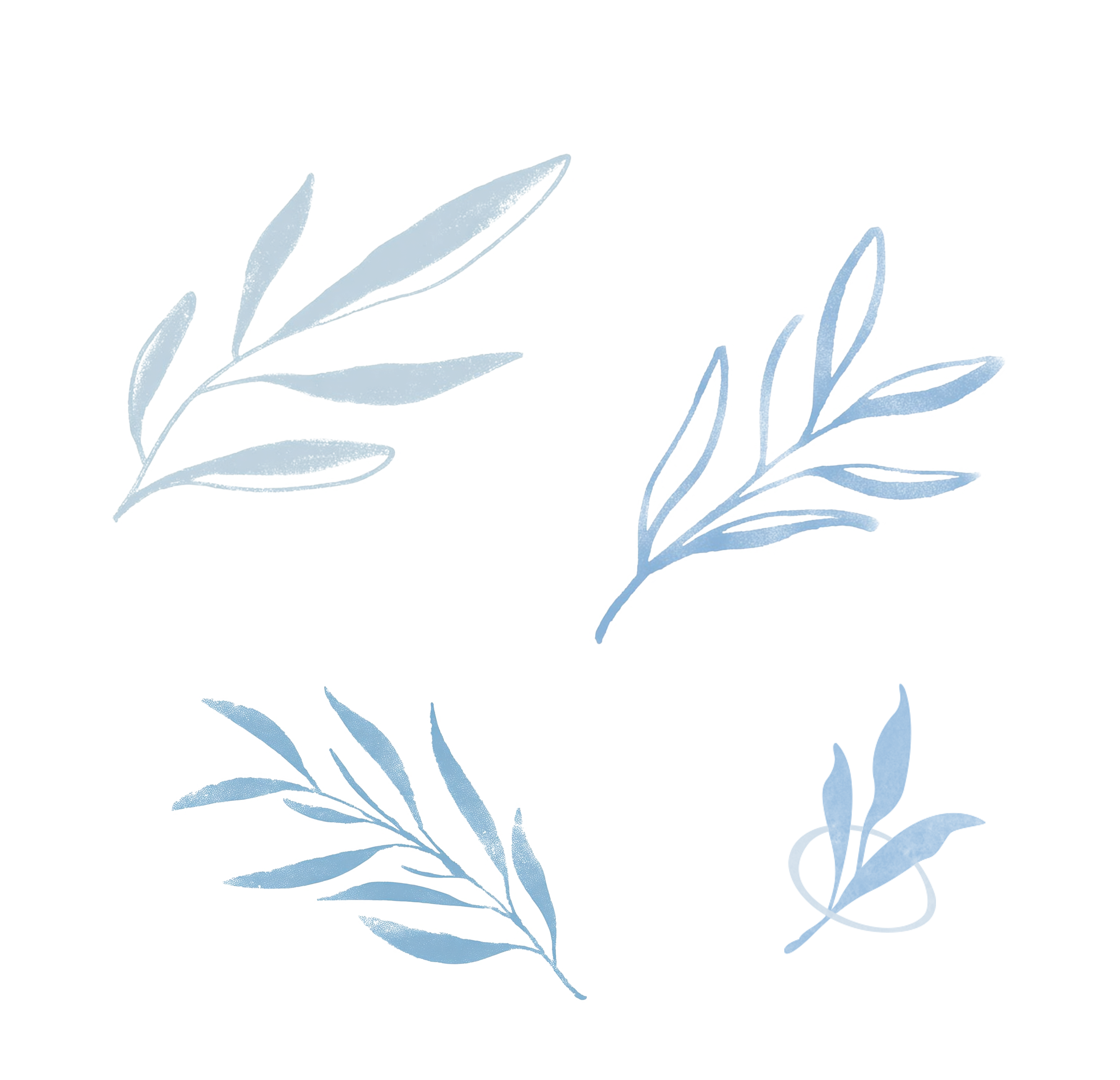 水彩叶子橄榄叶插画