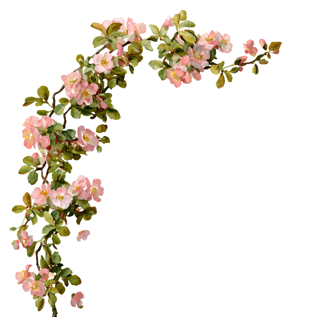 花藤可商用插画