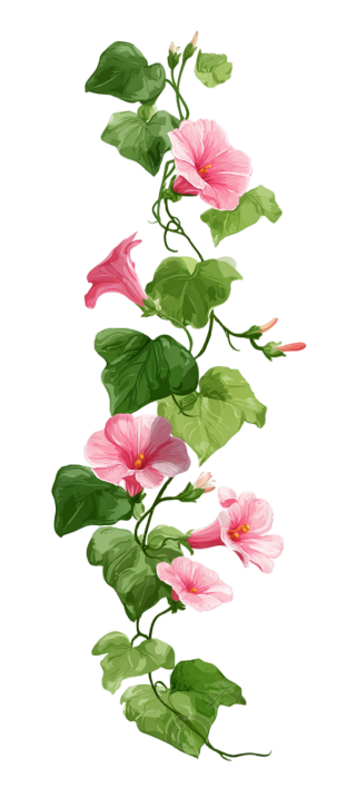 花藤透明背景素材