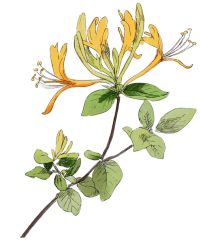 水彩忍冬插画设计元素