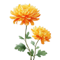 秋菊水彩风插图