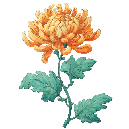 秋菊水彩风插画