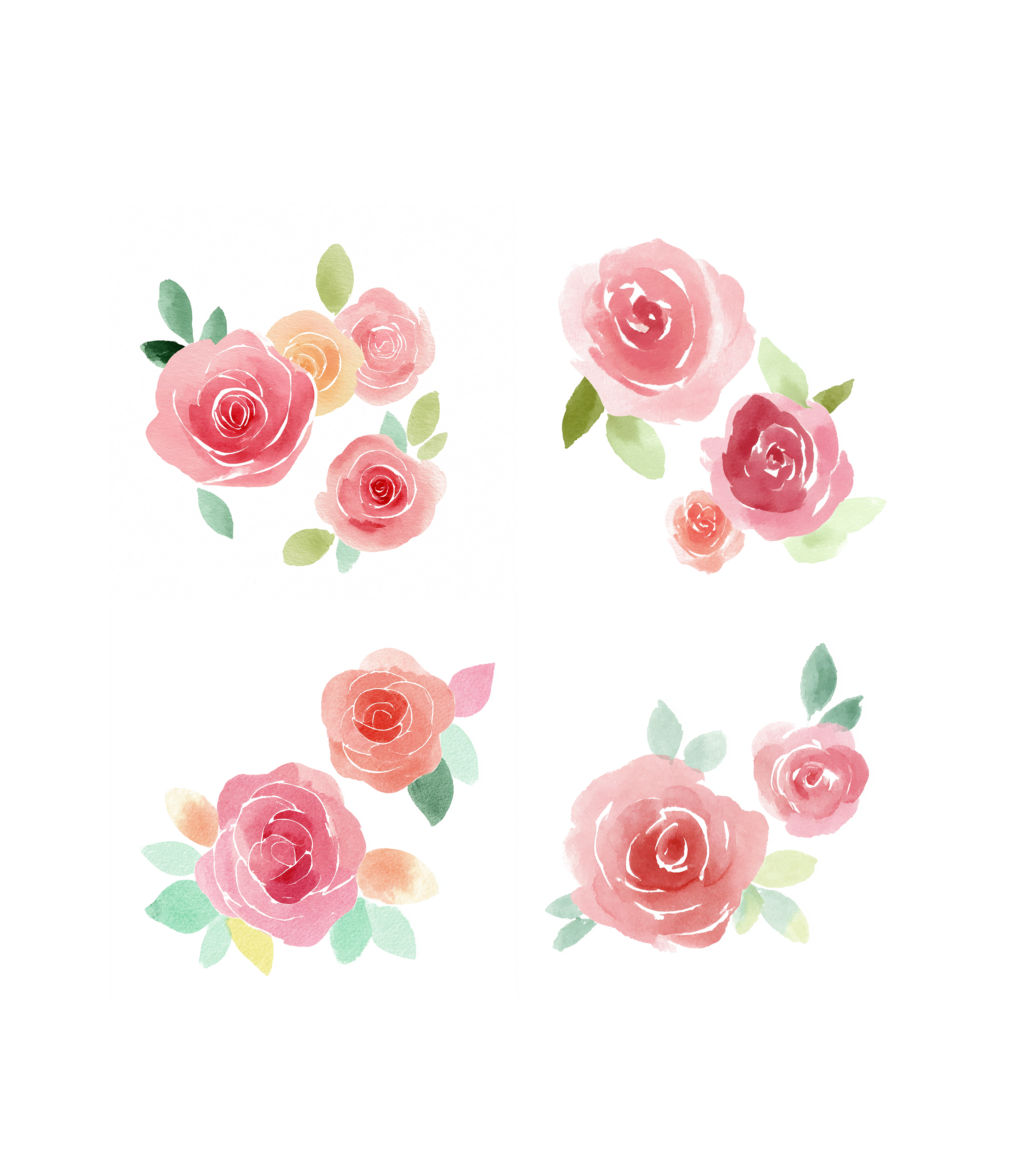 水彩玫瑰花插图