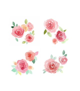 水彩玫瑰花插图