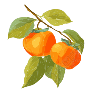 秋天柿子丰收插画