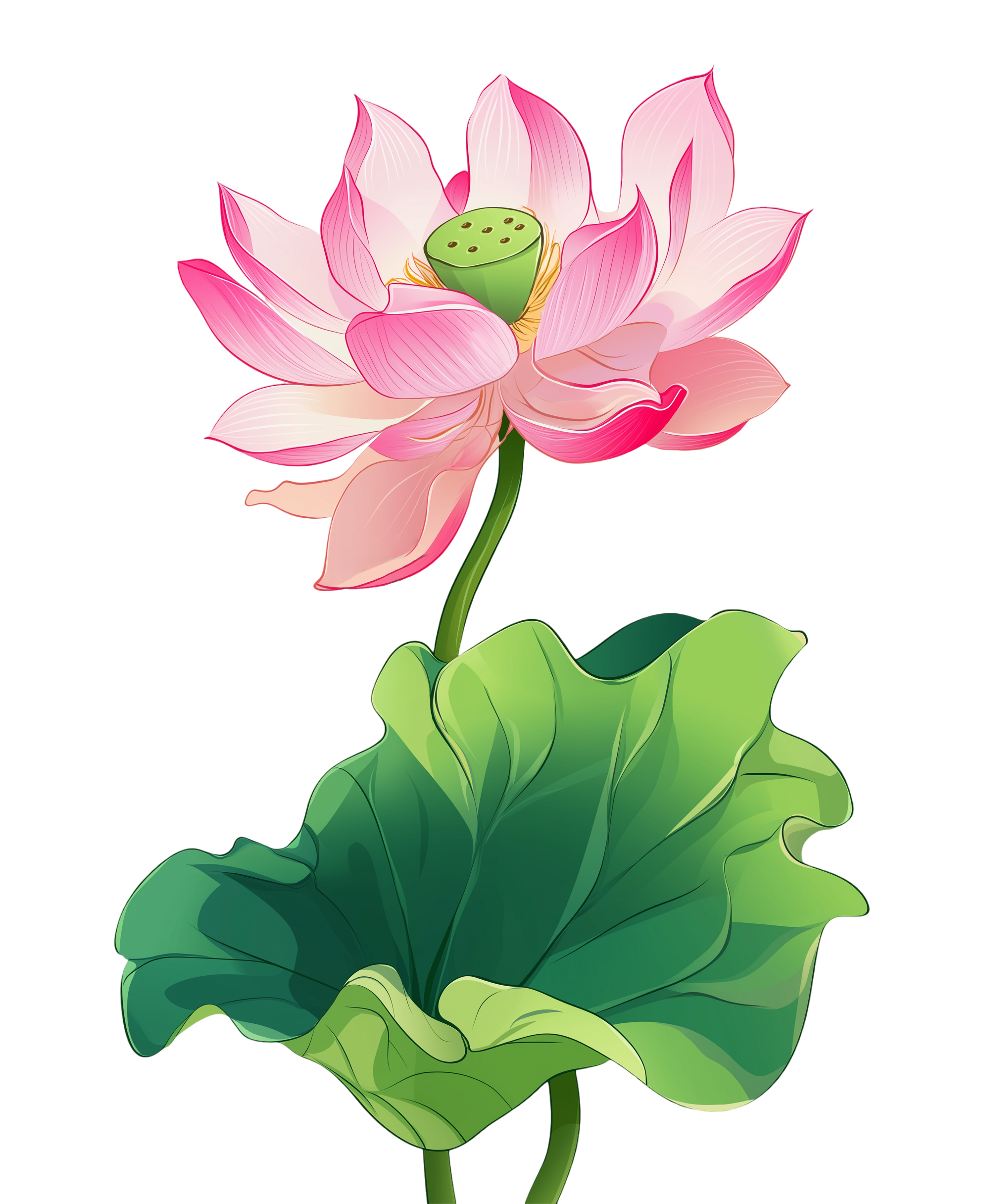 粉色荷花简约线条插画