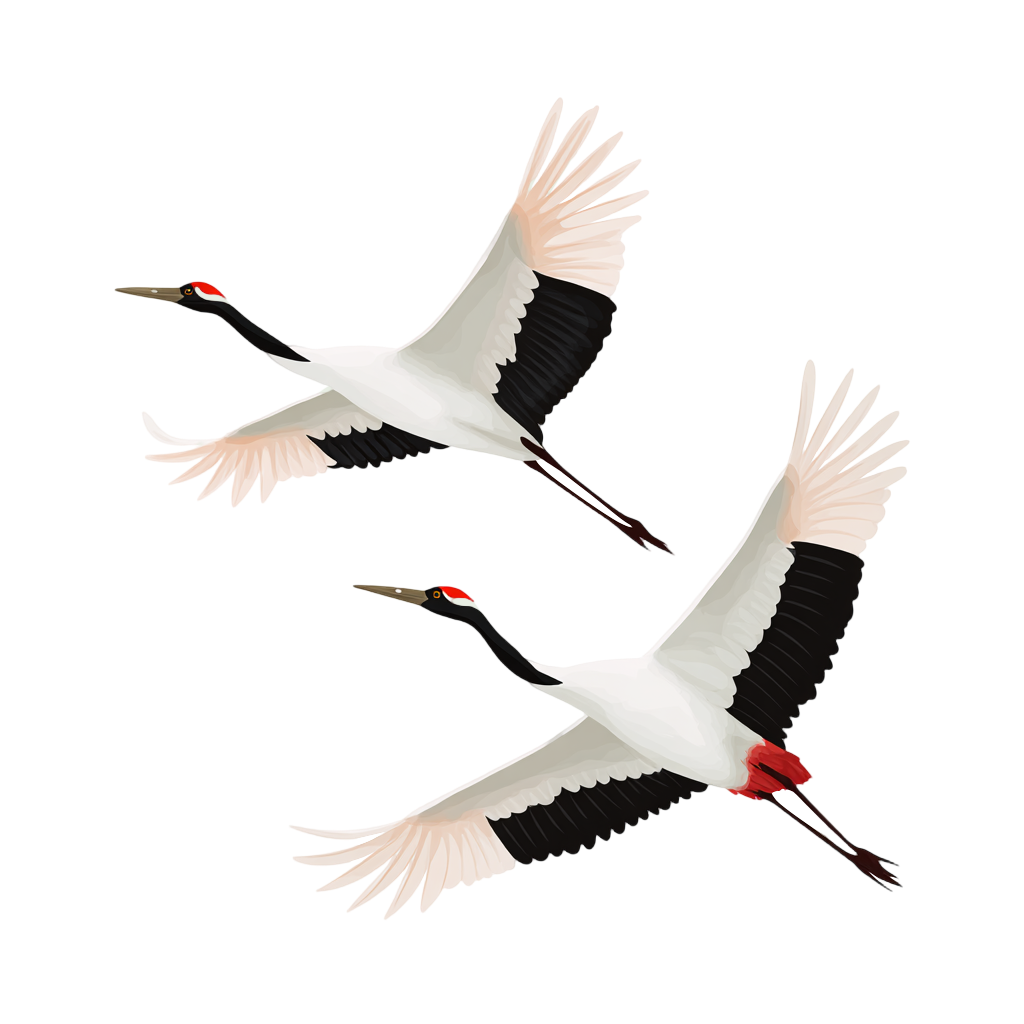 白露仙鹤飞翔插画