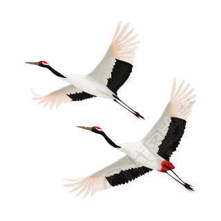 白露仙鹤飞翔插画