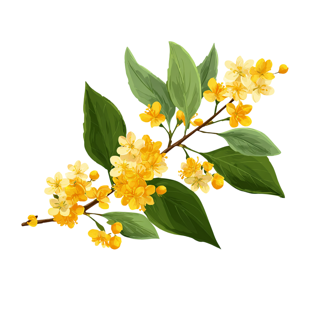 桂花可商用素材