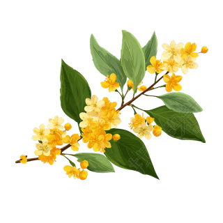 桂花可商用素材