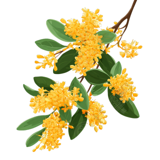 桂花透明背景插画