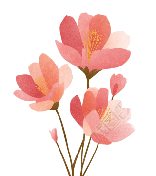 粉色花卉透明背景插画