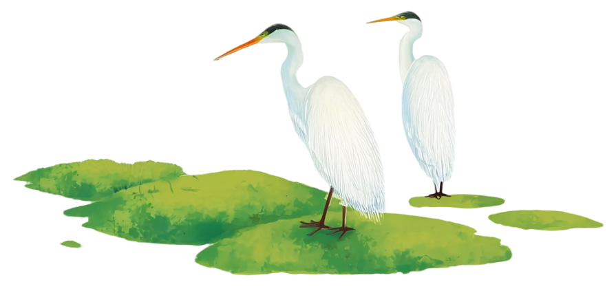 湖面上的白鹭插图