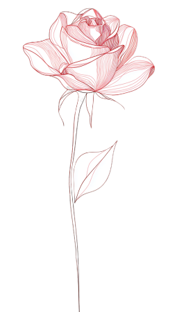 简约玫瑰线描素材
