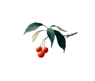 水彩花卉PNG插画