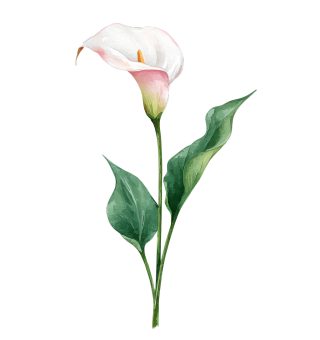 水彩花卉马蹄花插图