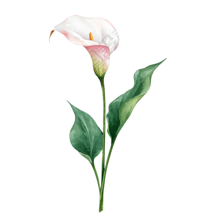 水彩花卉马蹄花插图