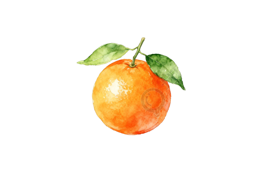 橙子水彩风水果插画