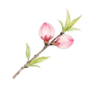 水彩桃花插图
