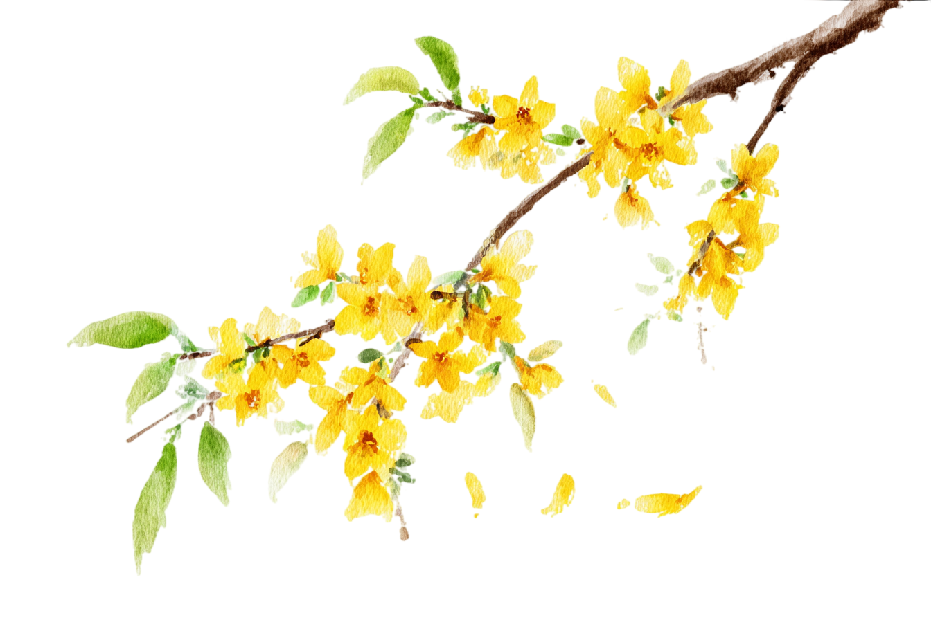 桂花商用水彩插画