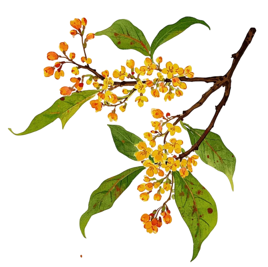 桂花花枝唯美插画