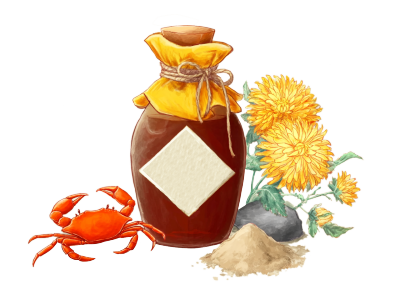 螃蟹菊花寒露节气插画