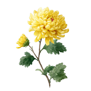黄色菊花矢量元素