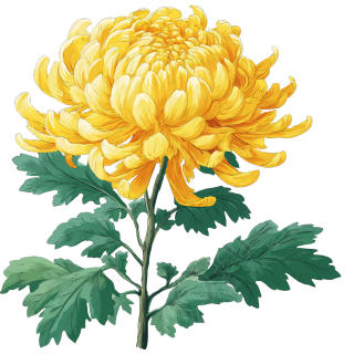 黄色菊花矢量素材