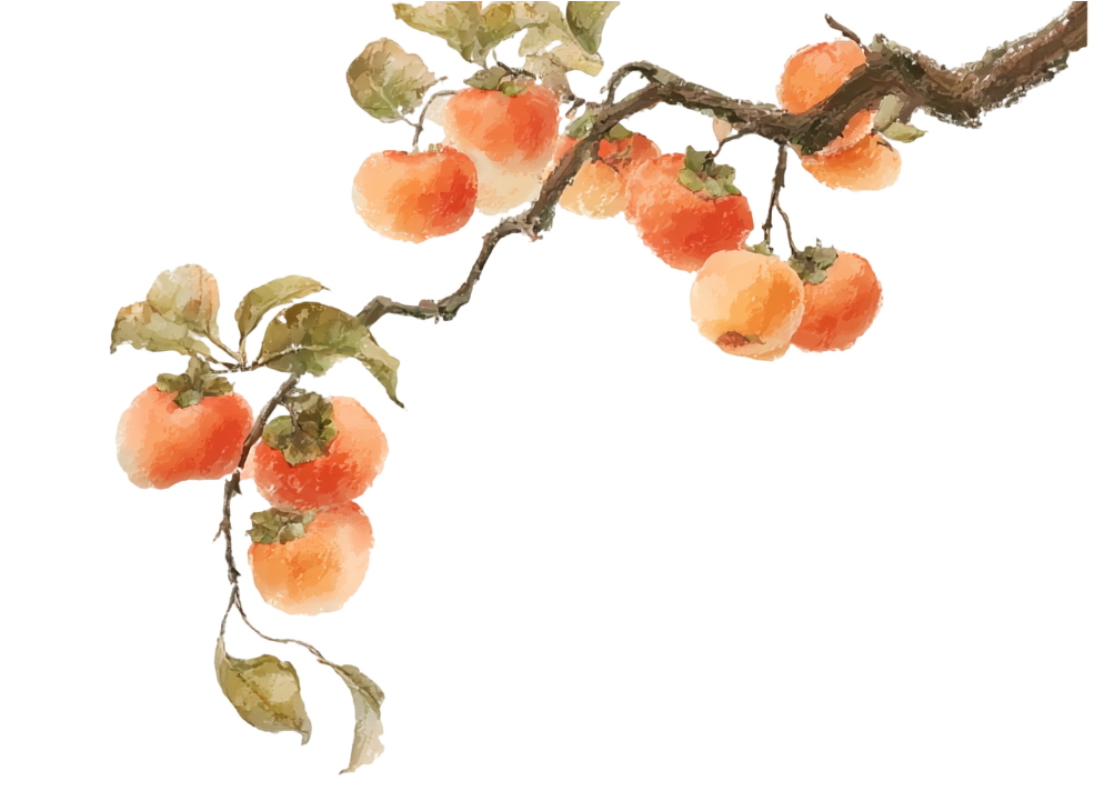 柿子水墨画插画