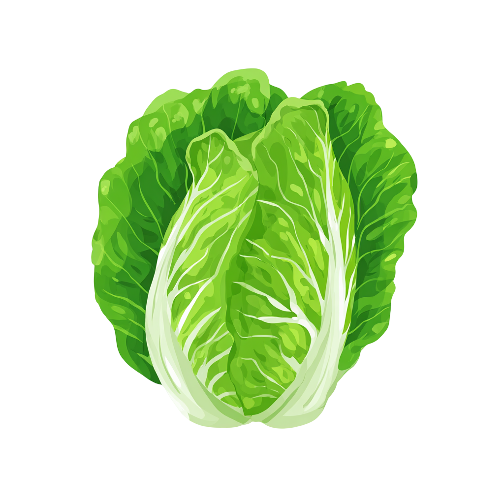 白菜透明背景元素